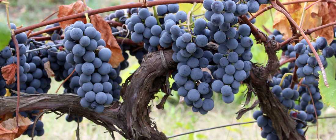 Exploring the Types and Varieties of Maiden Grapes