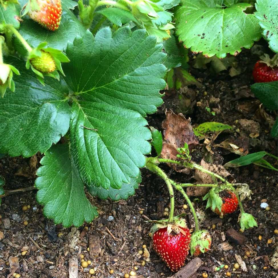 Choosing the Right Covers for Strawberry Plants