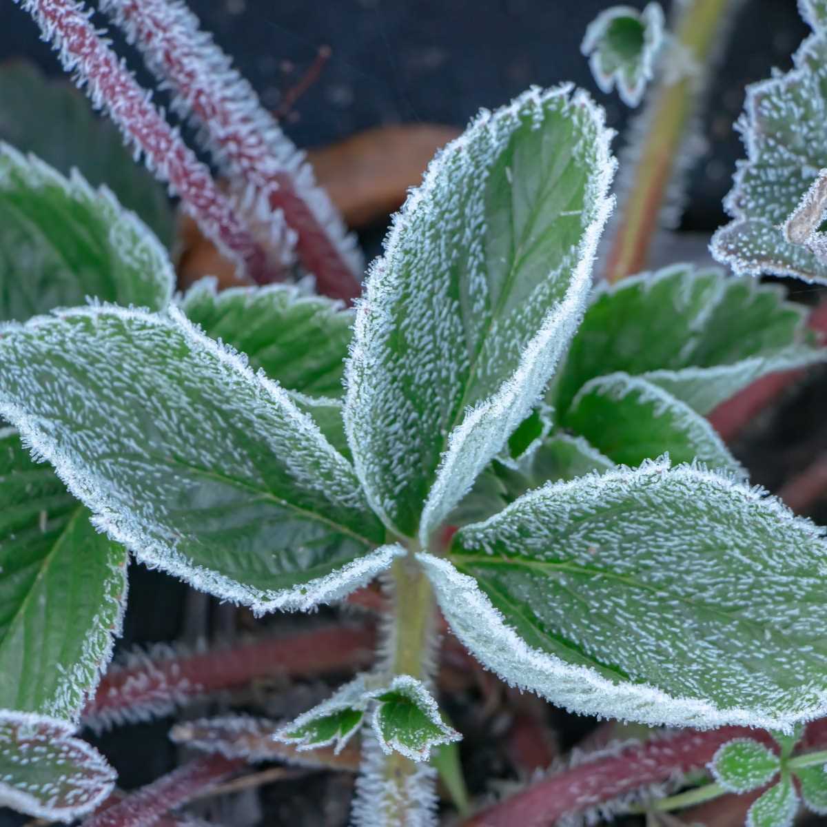 Preparing Strawberry Plants for Winter