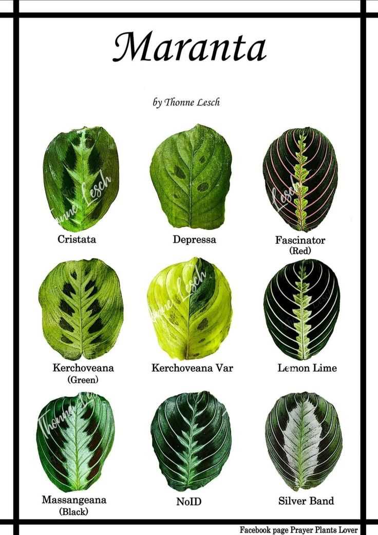 maranta cultivation species and varieties yjpa7d8y