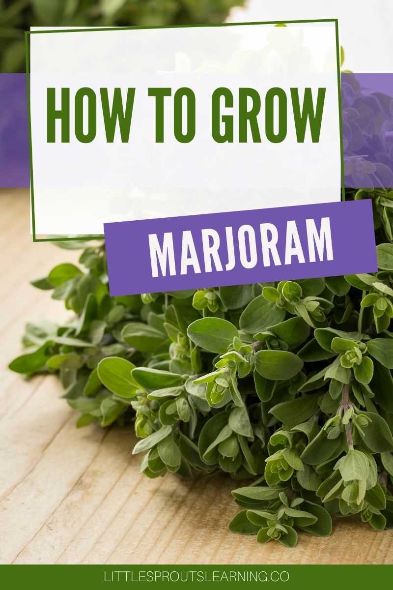 Growing Marjoram: The Basics