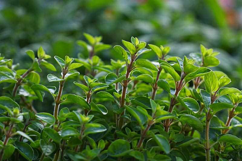 Storing Marjoram