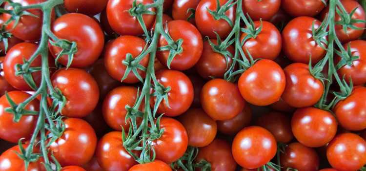 Choosing the Right Tomato Varieties