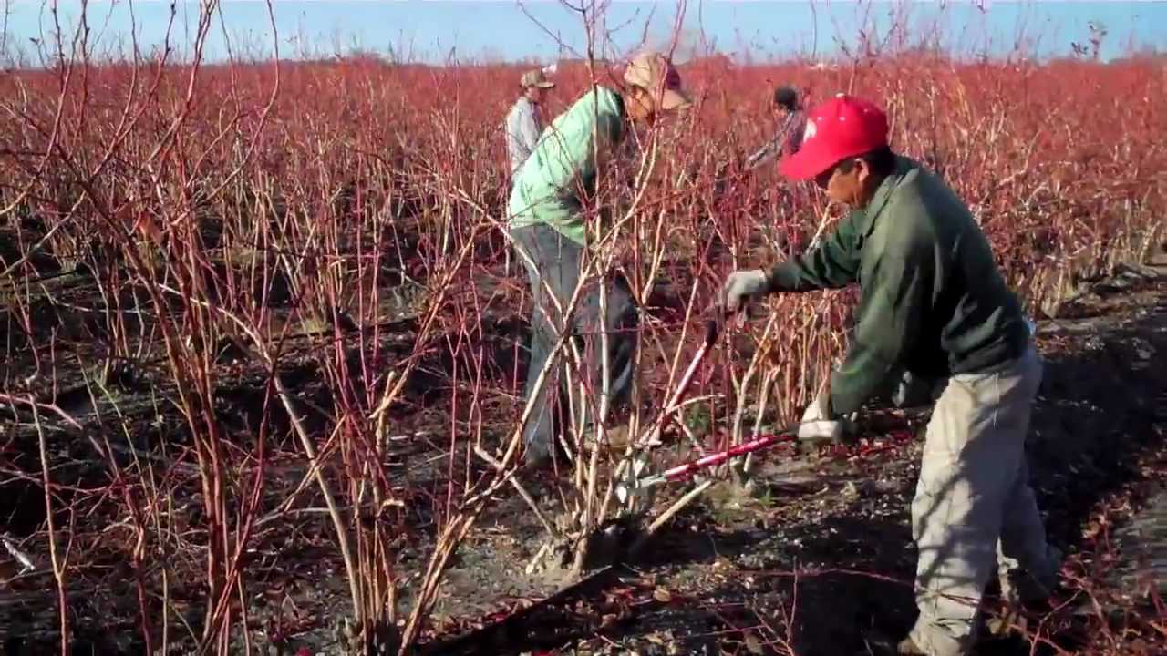Mistakes to Avoid While Pruning Berry Bushes