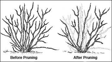 Identifying the Right Time to Prune