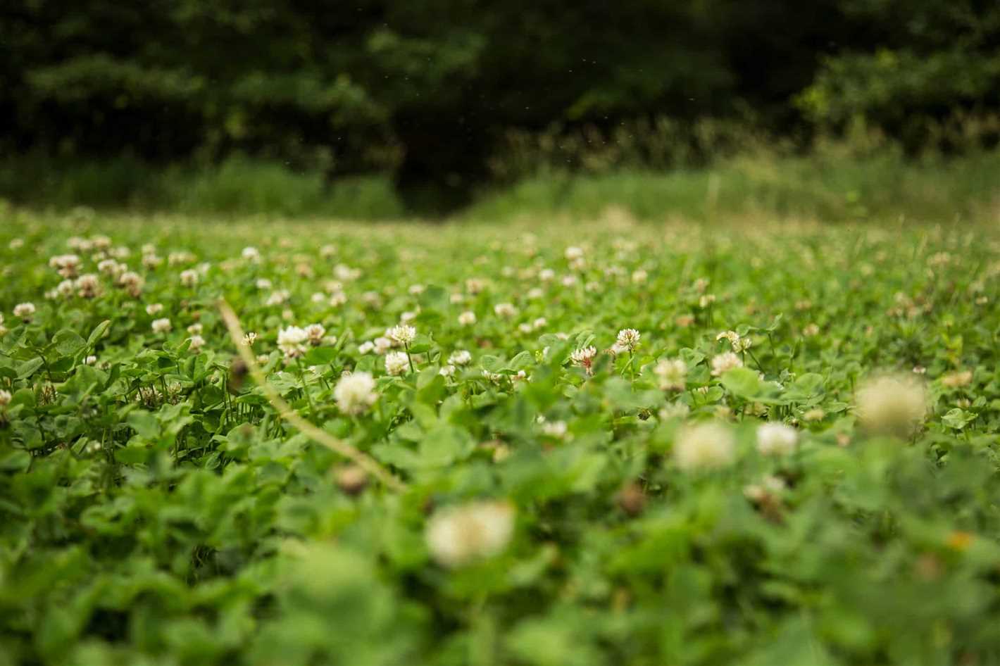 Growing Meadow Clover in Your Garden