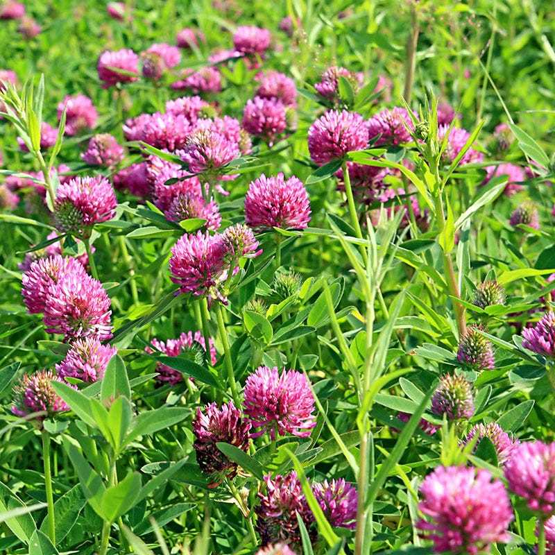 Cultivation of Meadow Clover