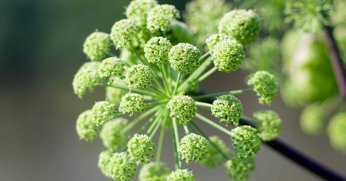 What is Medicinal Angelica?