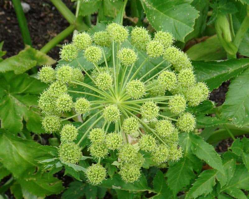 medicinal angelica properties and contraindication s3ho4vh1