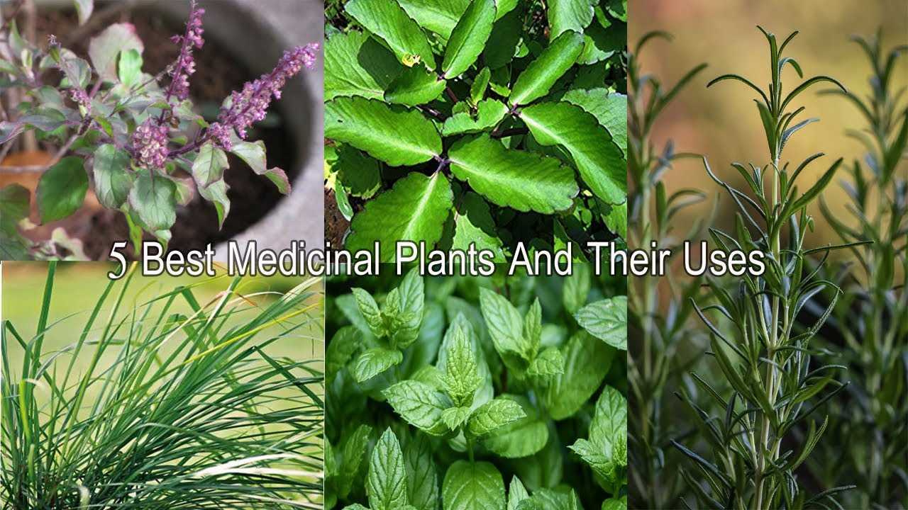 medicinal garden plants and flowers part iii