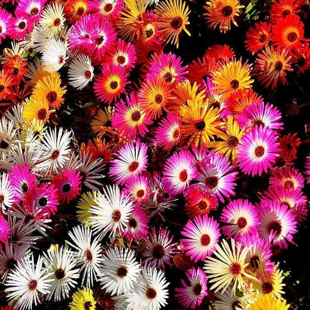 Expert Gardening Advice for Mesembryanthemum Enthusiasts