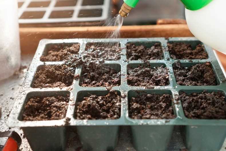 Transplanting the Seedlings