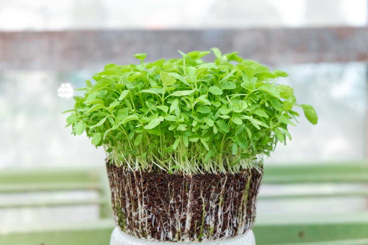 Uses of Sunflower Microgreens