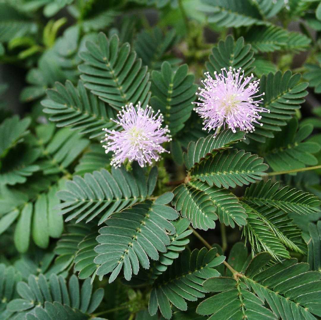 Mimosa Cultivation