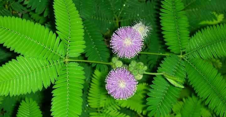 Discover the Various Species of Mimosa