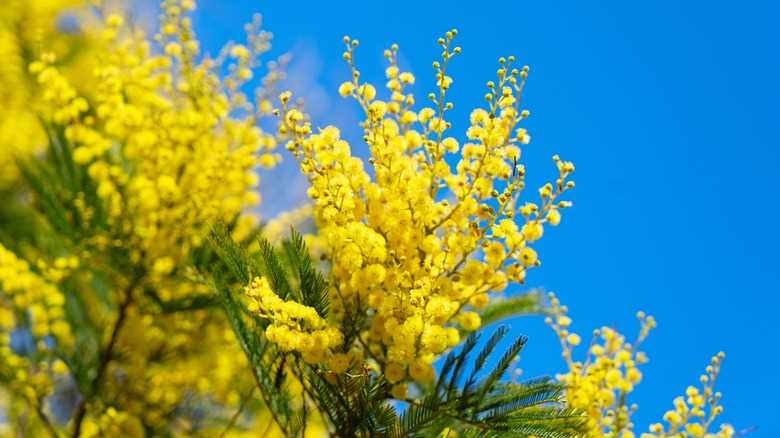 Explore Beautiful Photos of Different Mimosa Varieties