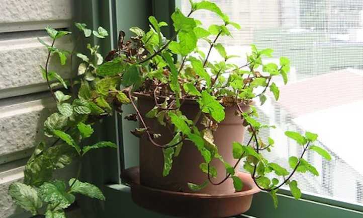 Harvesting Mint Leaves for Culinary Use