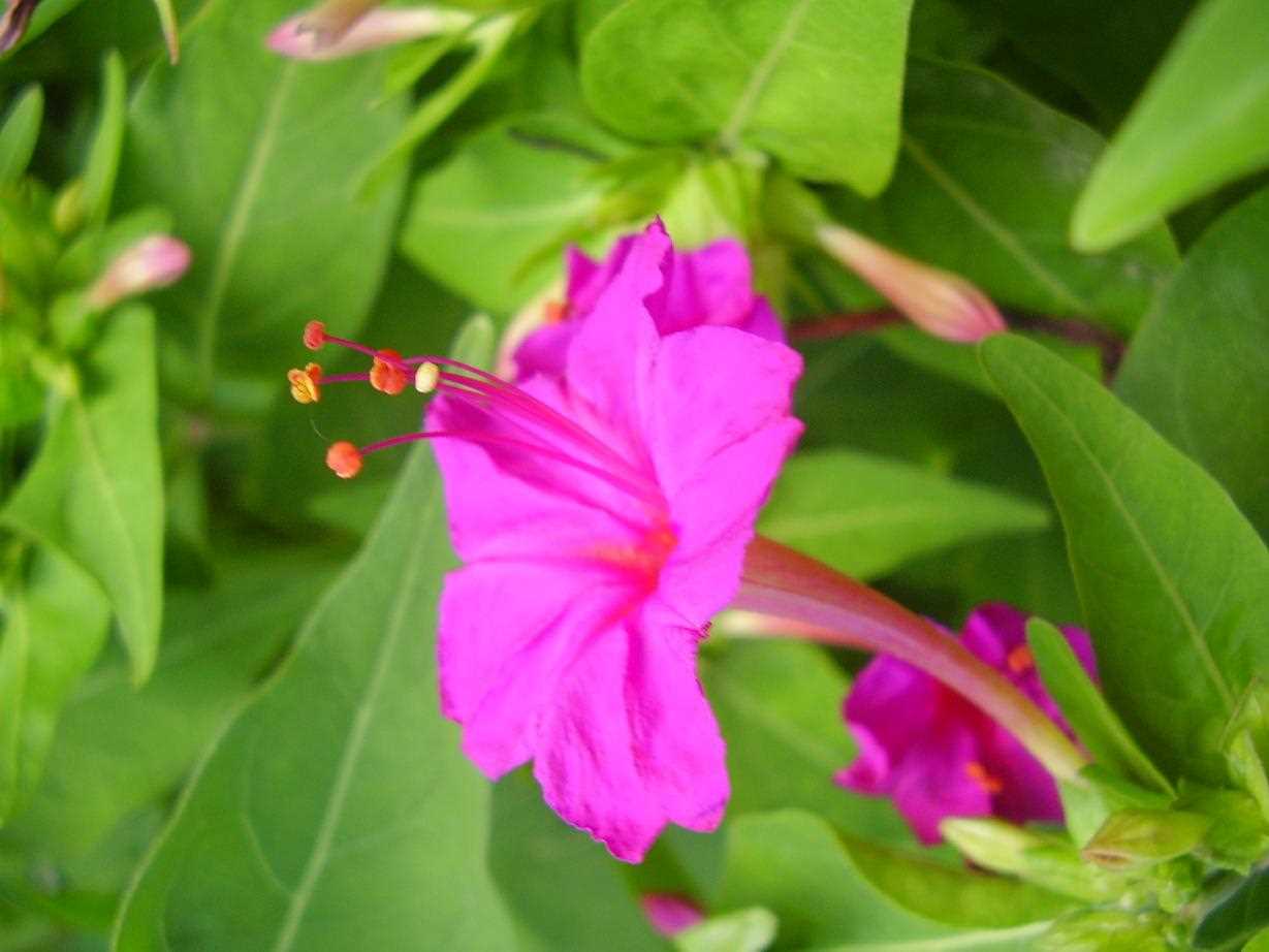 mirabilis the discovery of the year a plant that rqw0wrh6
