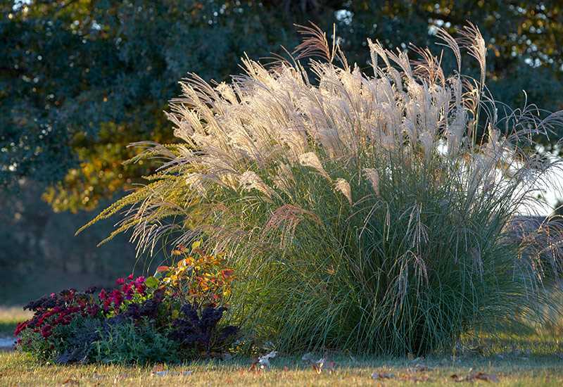 Getting Started with Miscanthus