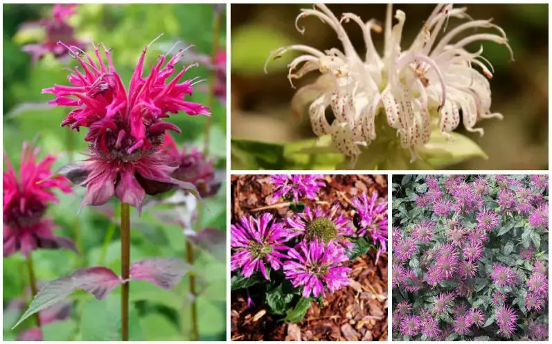 Monarda Citriodora: A Citrusy Delight