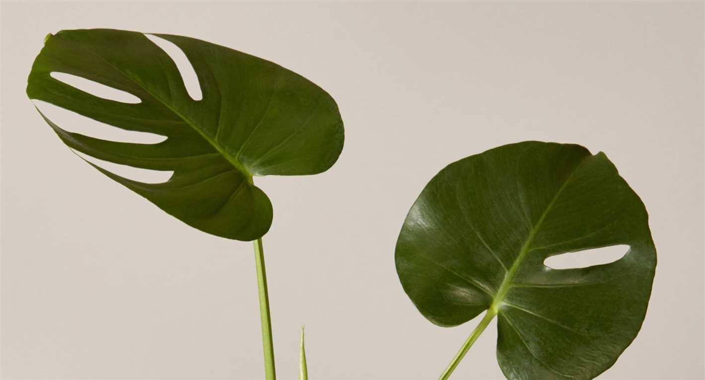 4. Monstera Borsigiana