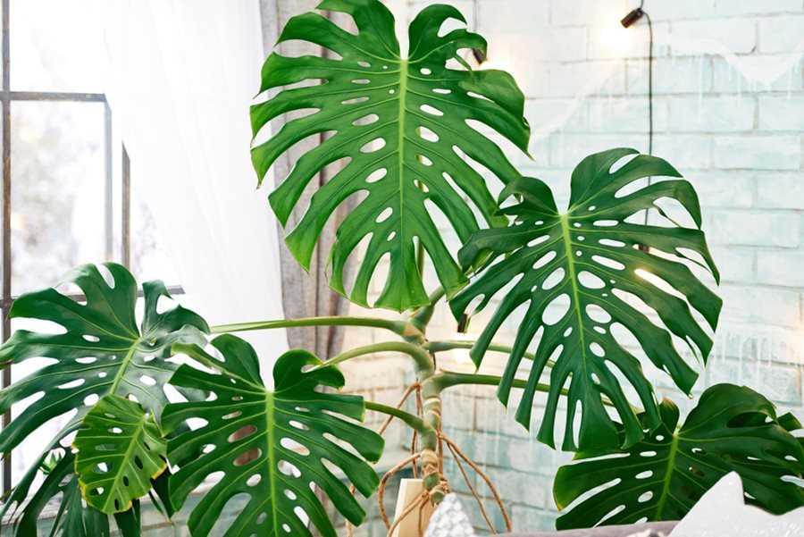 Monstera Plant Types and Varieties