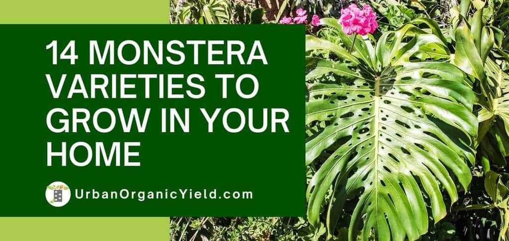 14. What are some common pests that can affect Monstera?