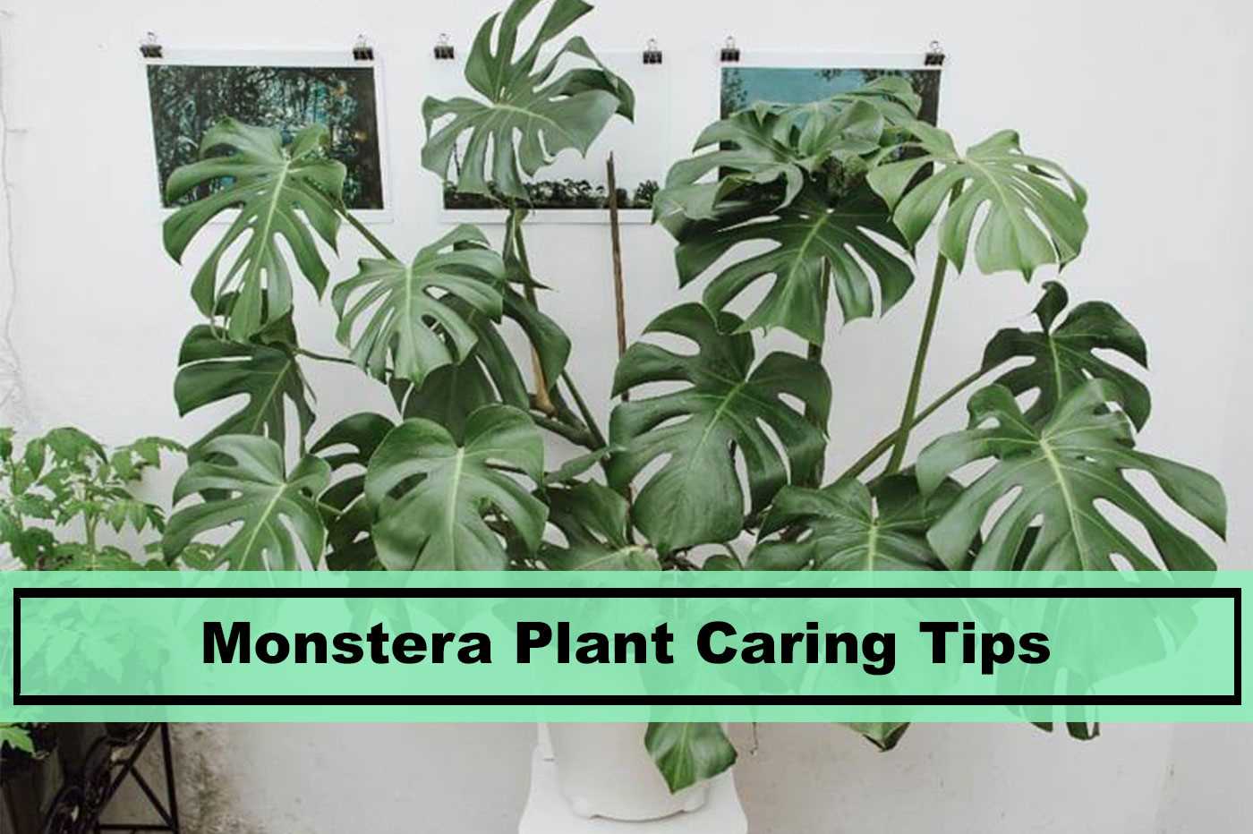 8. Can I place my Monstera outdoors?