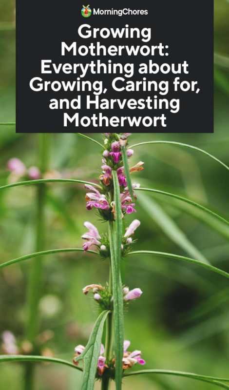 Motherwort Cultivation