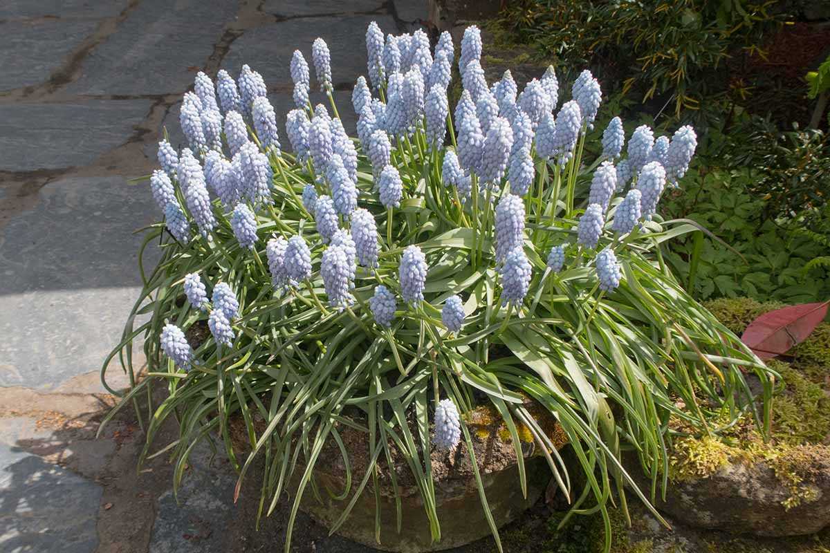 Muscari Tips For Growing And Storing Bulbs In Your Garden 1ogorod.ru