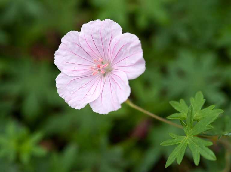 Exotic Indoor Flower Names