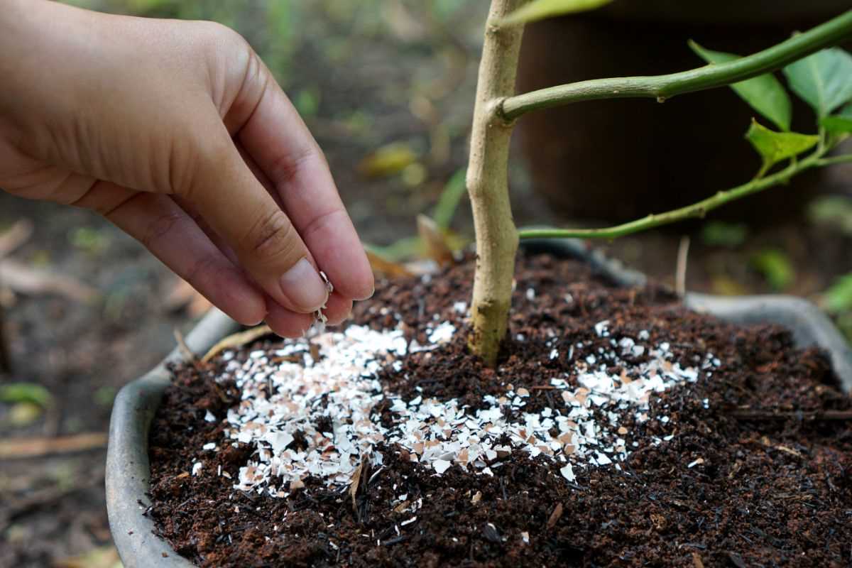 2. Organic Liquid Fertiliser