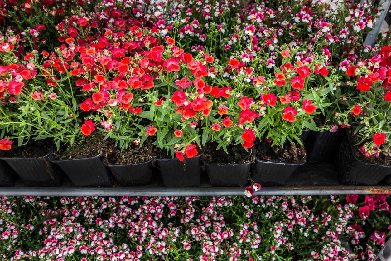 Caring for Mature Nemesia Plants