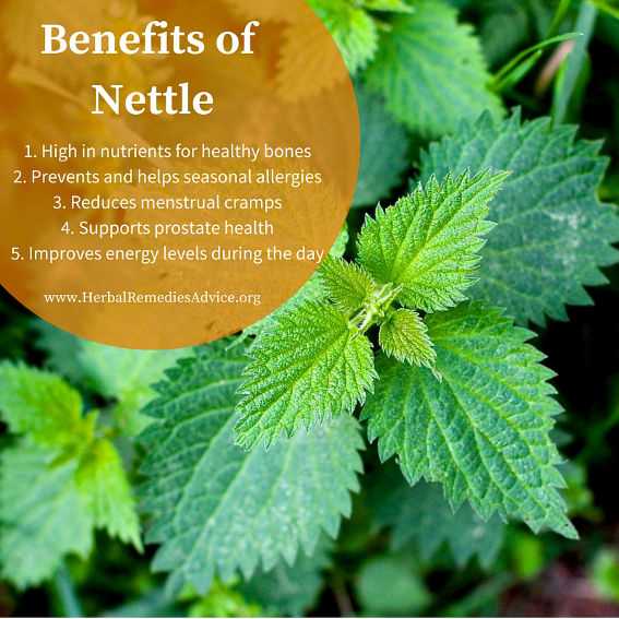 Uses of Nettle