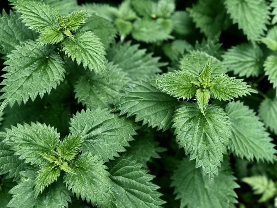 Nettle Beer