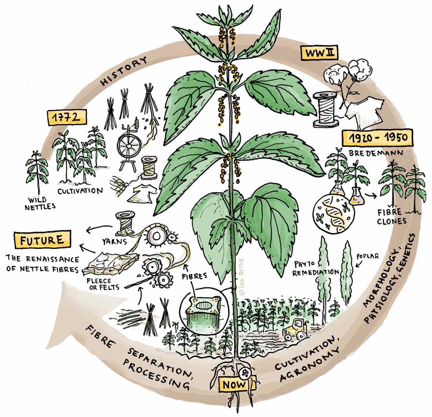 Other Uses of Nettle