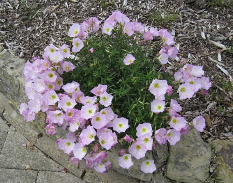 Pruning and Maintenance of Oenothera