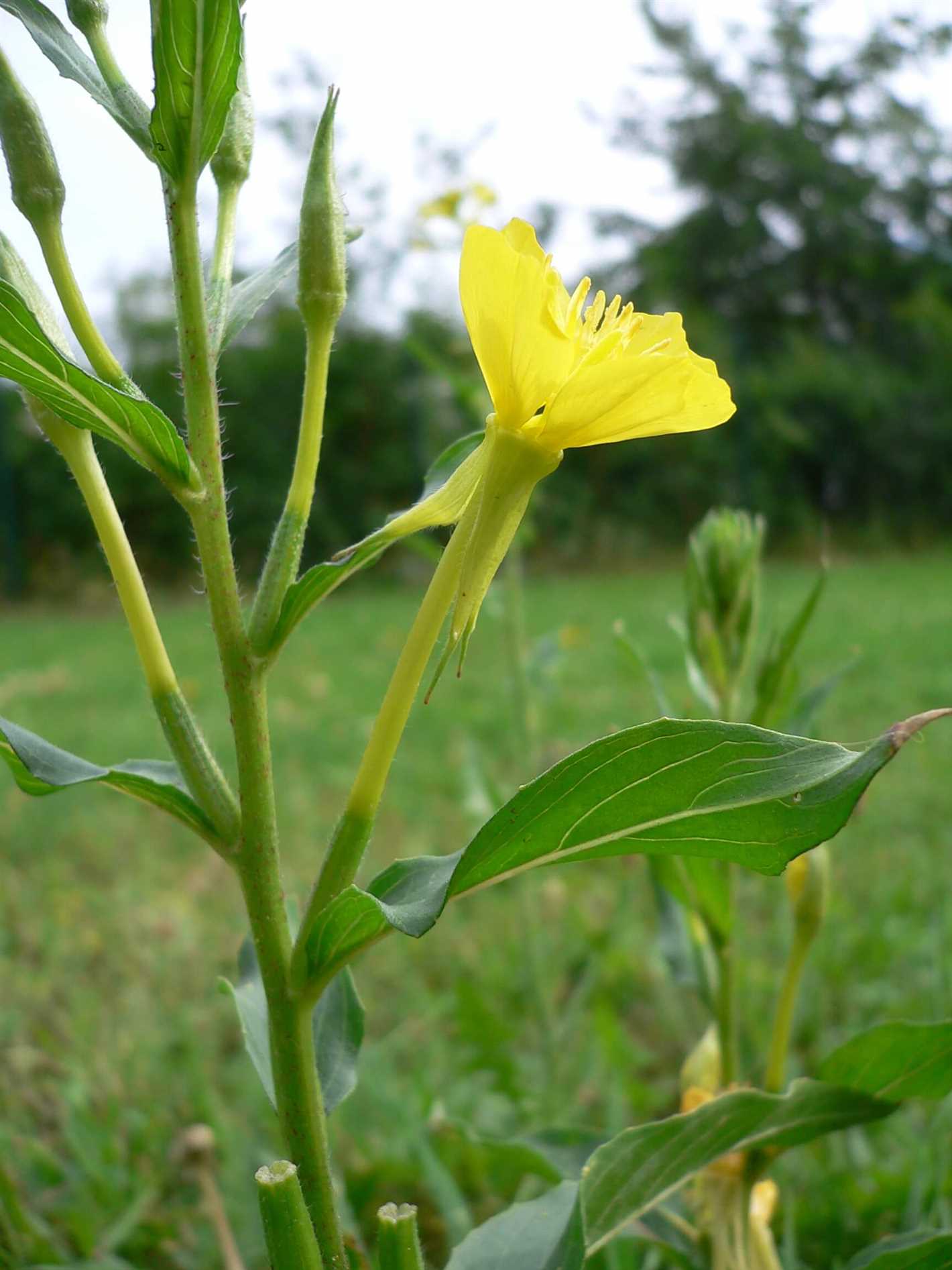 Cultivation of Oenothera in the Garden