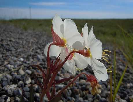 Soil Requirements for Growing Oenothera