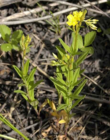 2. Sandy or loamy soil