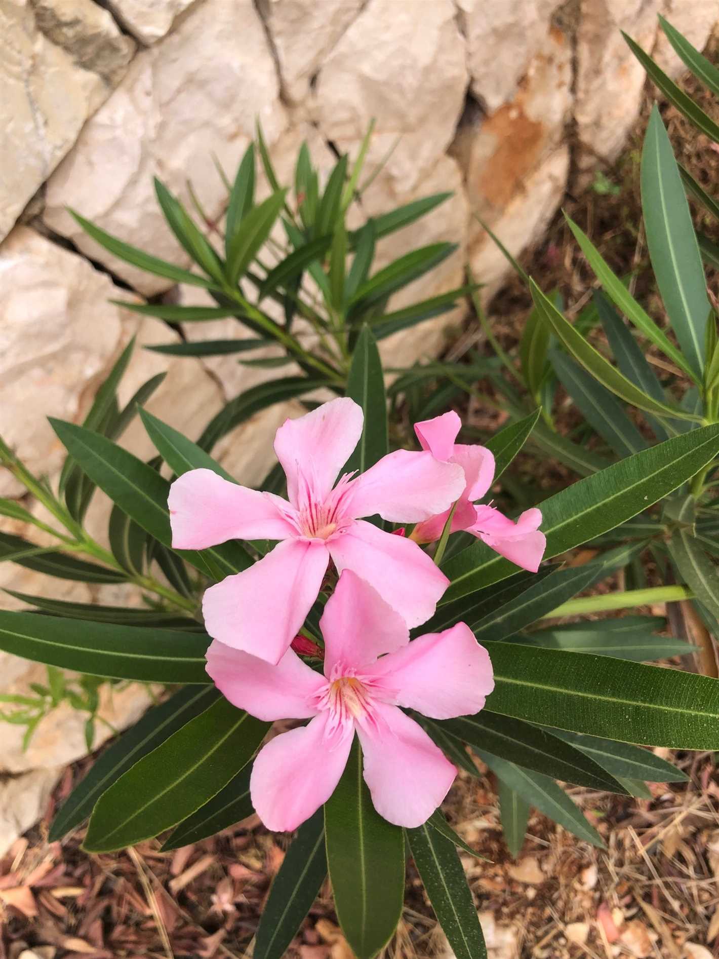 6. Nerium oleander 'Hardy Pink'