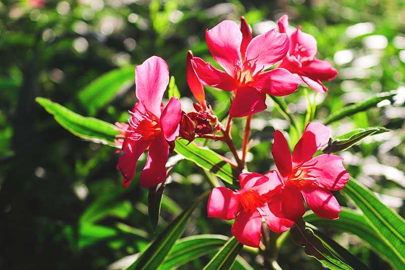 4. Nerium oleander 'Apricot'