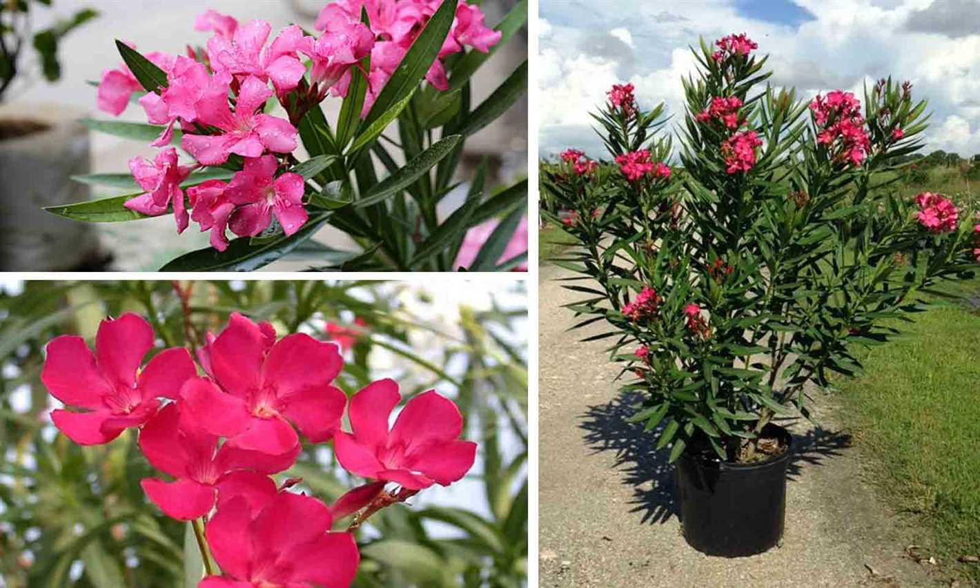 Common Pests and Diseases of Oleander