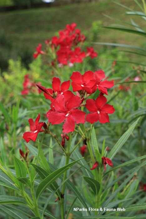 Choosing the Right Location for Oleander