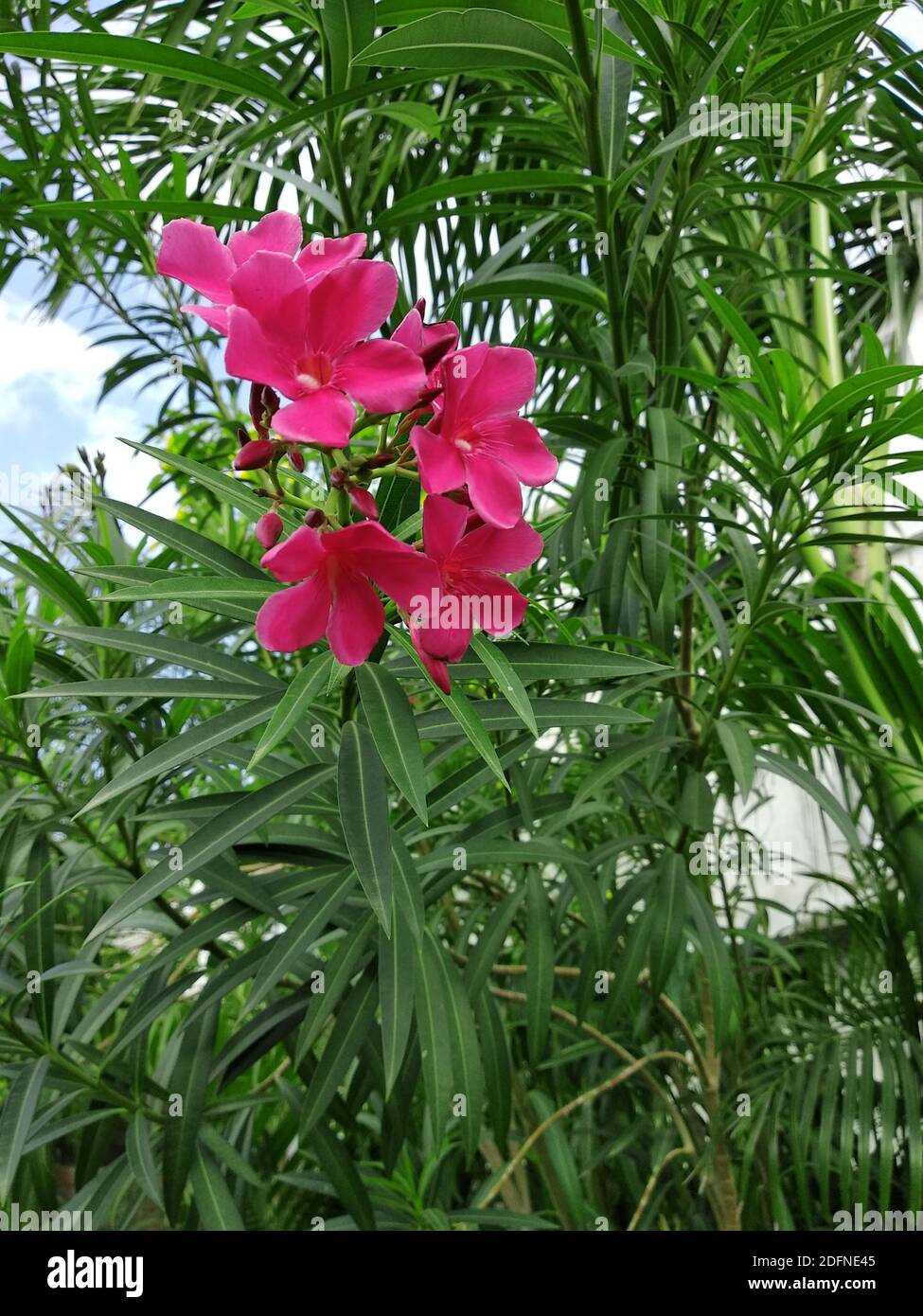 2. Nerium oleander 'Petite Pink'