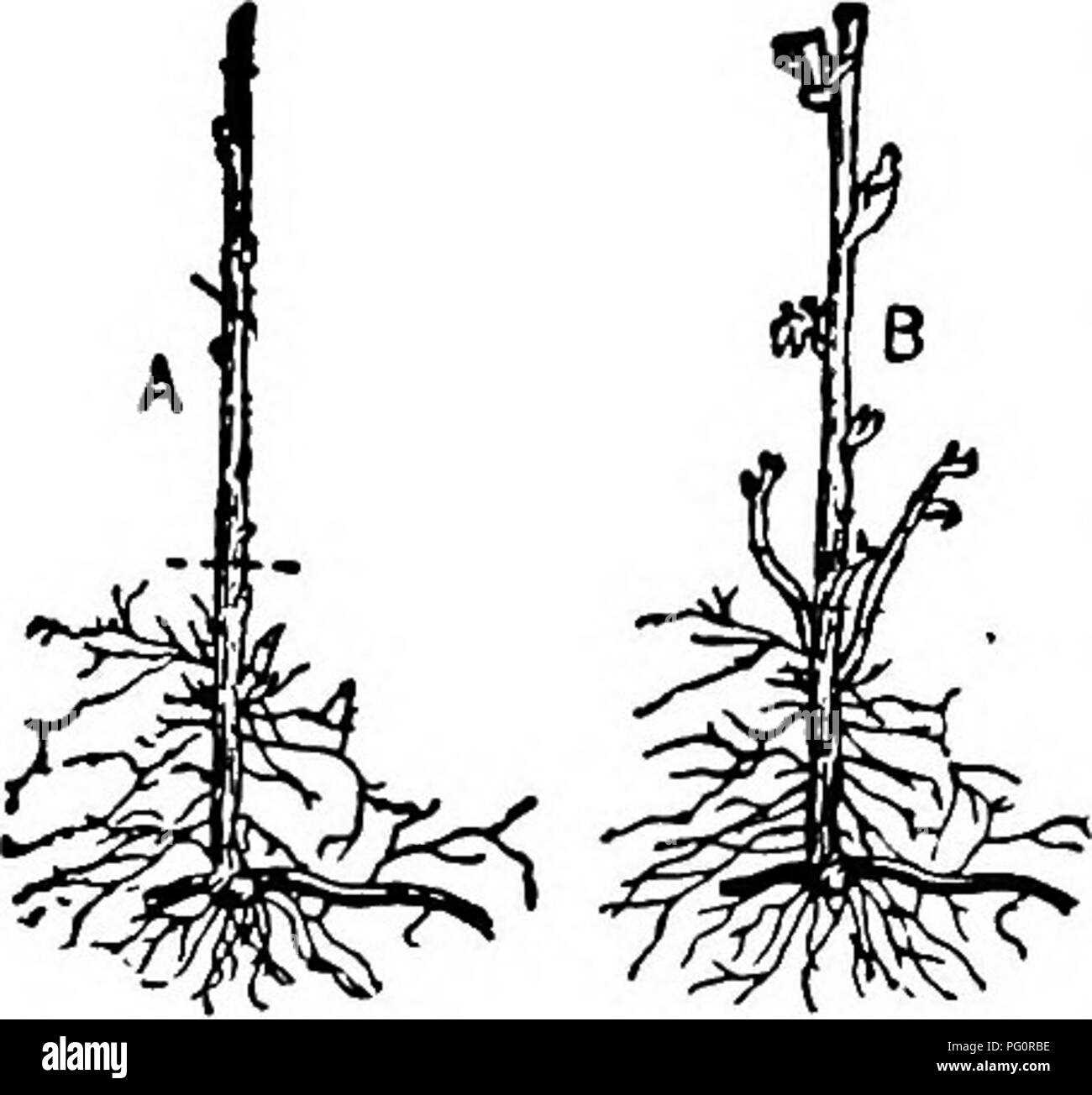 4. Amend the Soil