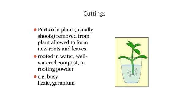 Observing Root Growth