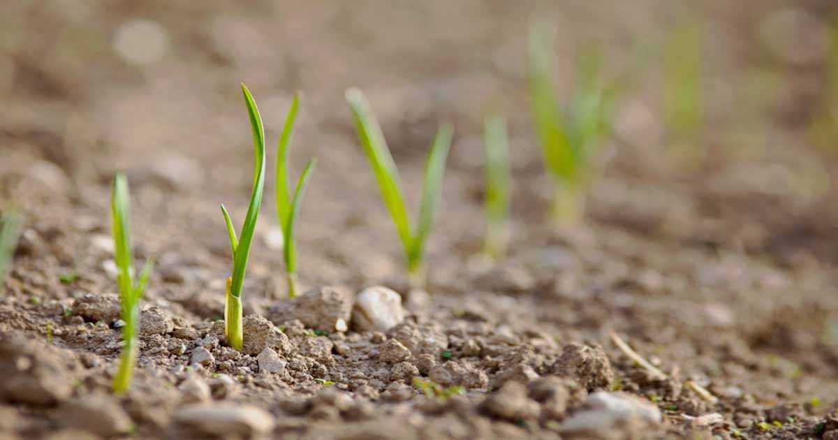 Expert Advice on Feeding Onion Seedlings