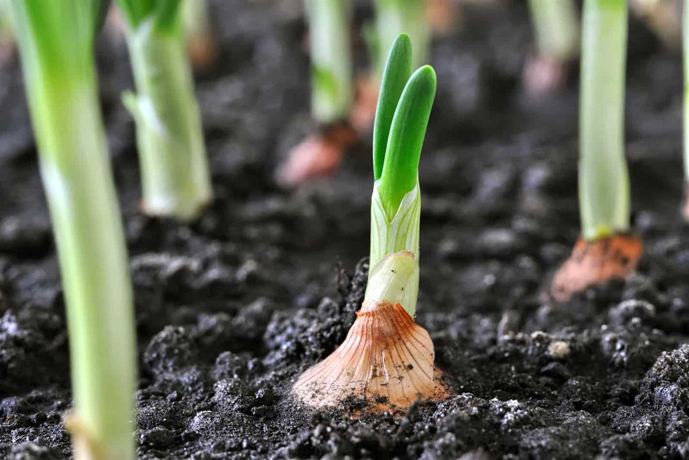 Effective Techniques for Pruning Onion Seedlings