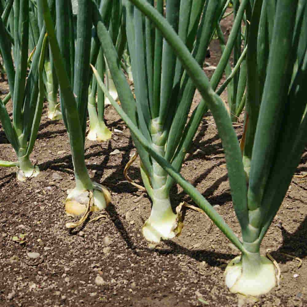 Step 5: Burn the Onions